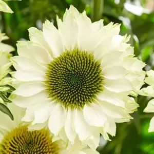 Picture Credit - Gootjes-AllPlant bv